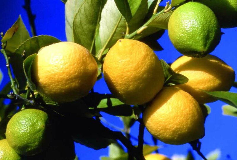 photos-citron-copyright-ville-de-menton-ajuria-web