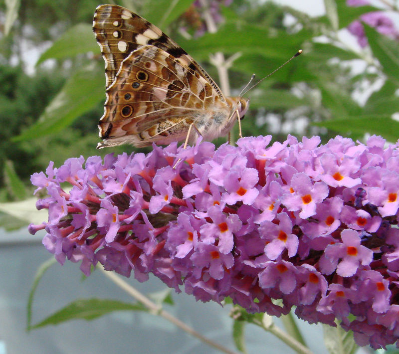 DSC00481_M