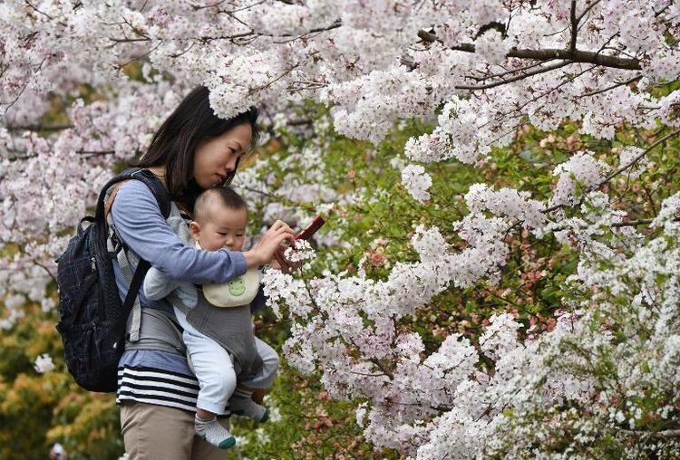 727647-une-jeune-mere-prend-des-photos-de-cerisiers-en-fleur-le-29-mars-2015-a-tokyo