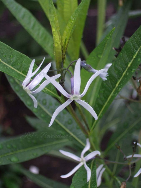 Amsonia illustris (1)