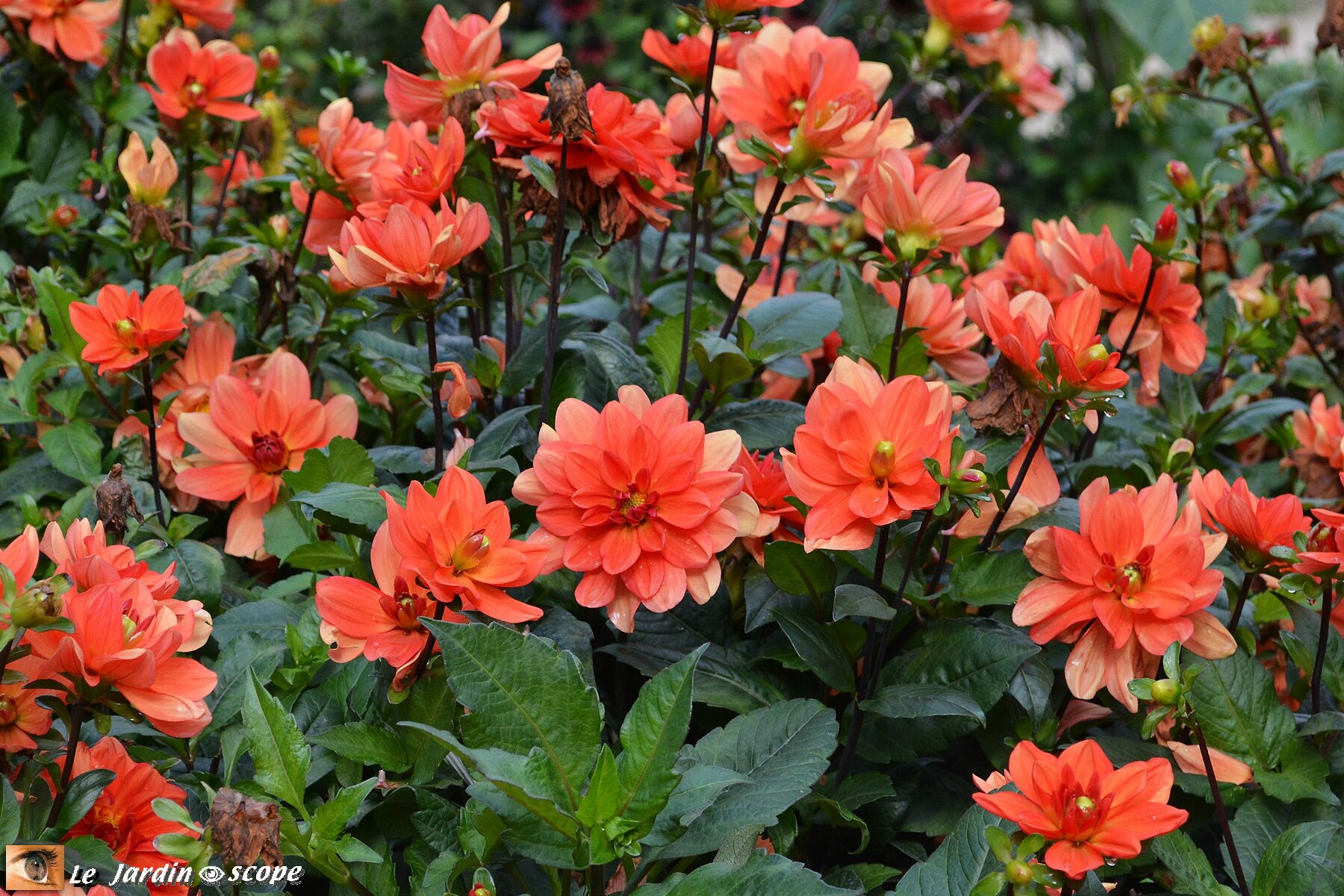 Dahlia Salamanca