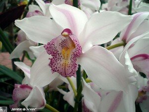 Cymbidium Alexalban The Bride