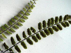 Les_dessous_de_Asplenium