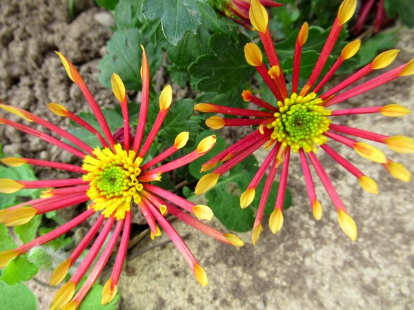 20190423 chrysanthème 01