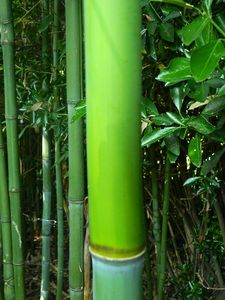 hydrolat bambou