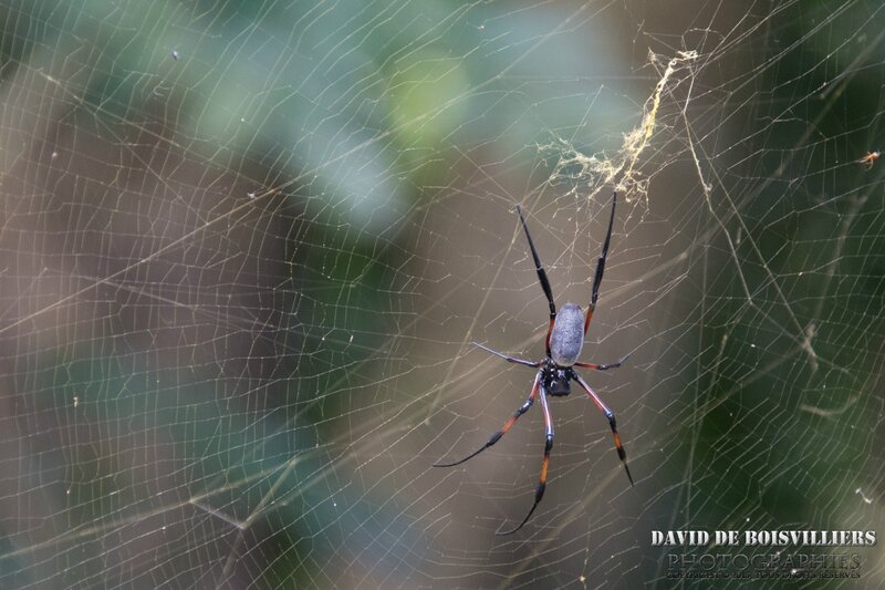 Néphile dorée ou Bibe (Nephila inaurata inaurata) - Île Maurice