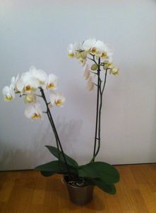 Orchid_e_blanche_4