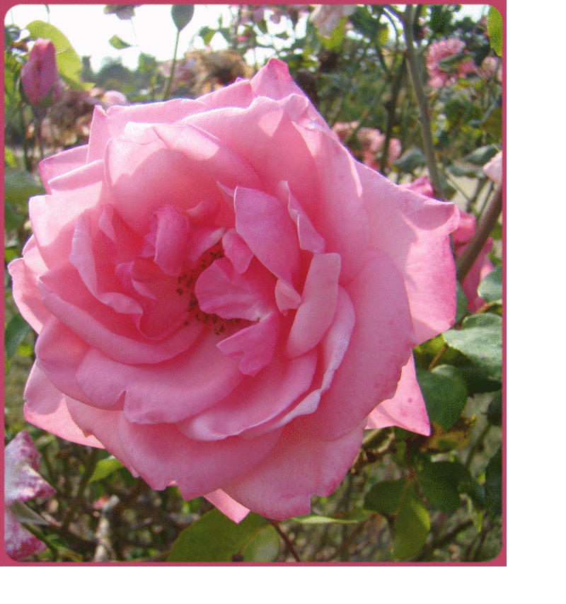 roses
