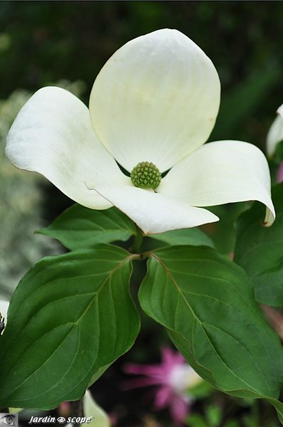 Cornus-kousa-venus