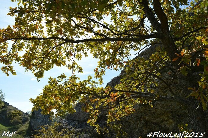 151017_5_FlowLeaf2015