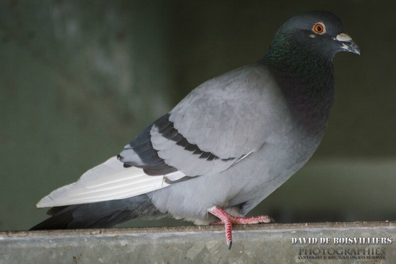 Pigeon Biset (Colomba Livia)