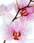 orchidjac