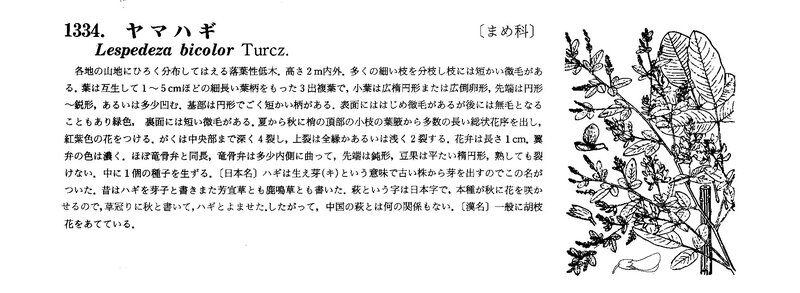 Yama Hagi Lespedeza Makino_0002