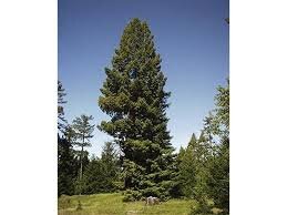 sequoia