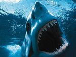 Requin_Blanc