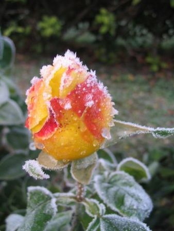 fleurs_de_givre_012__640x480_