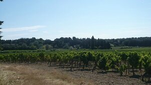 tours vignes