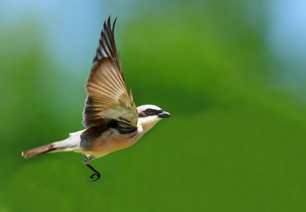 oiseau en vol