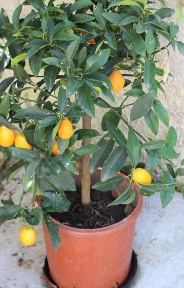 arbre_kumquat