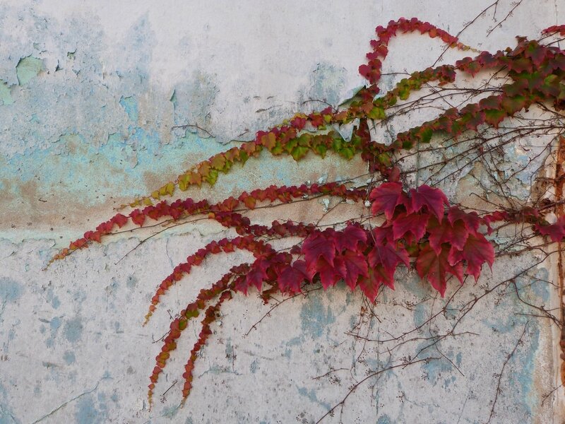 Vegetation murale 2