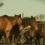 horses_danube