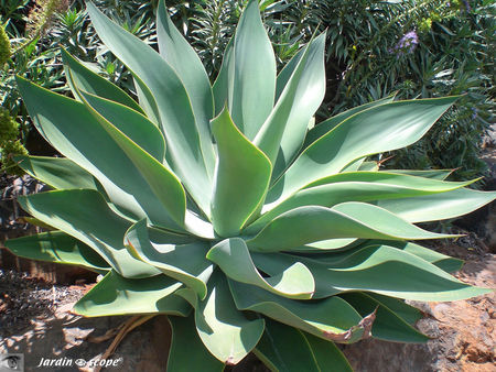 9106_Agave_attenuata