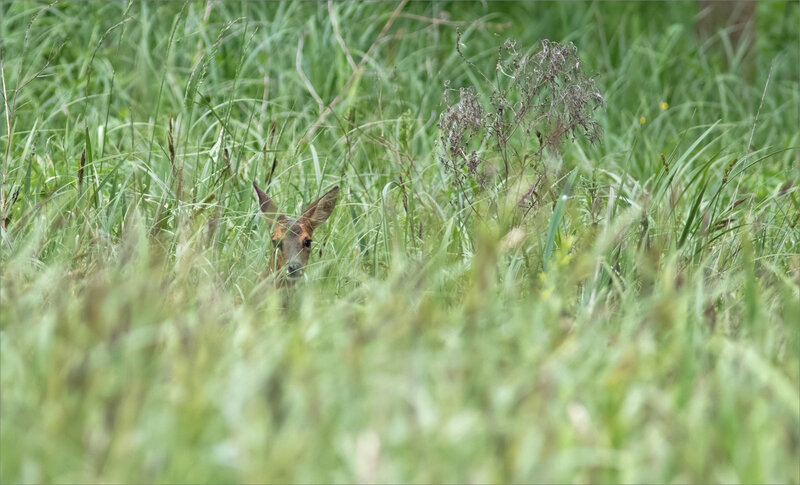 Galuchet chevreuil 080519 3