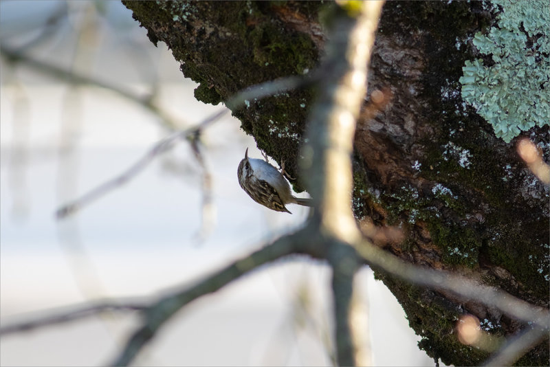 Oiseau grimpereau150122 ym 3