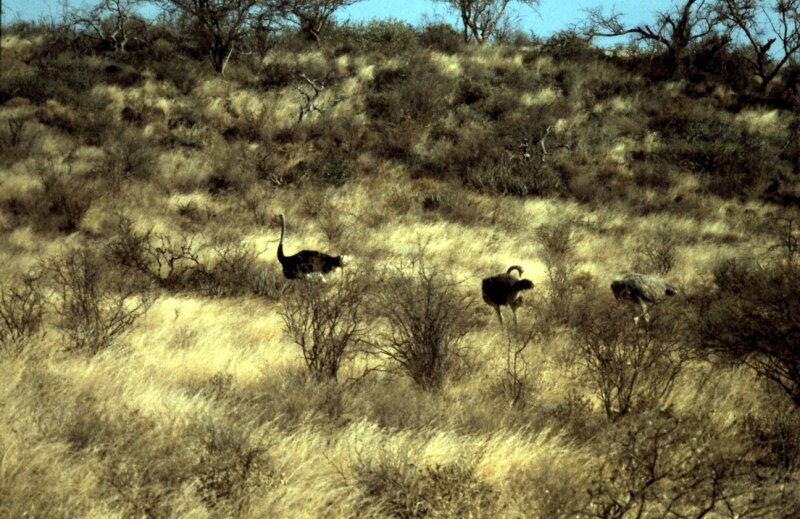 tsavo autruche d