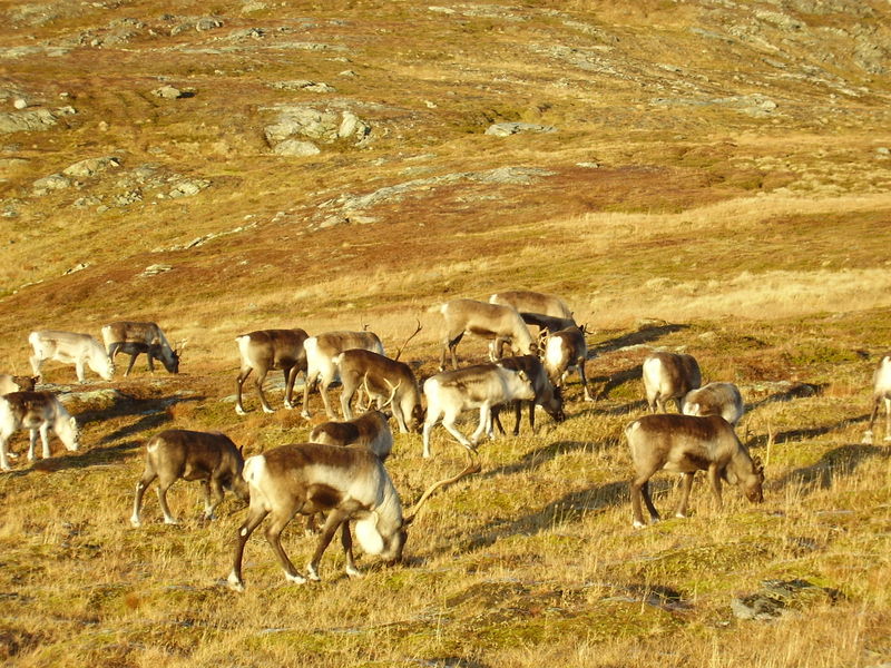 17-10-08 Sortie Montagne et rennes (127)