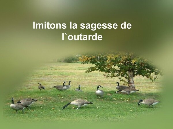 preview-le-vol-des-outardes-11