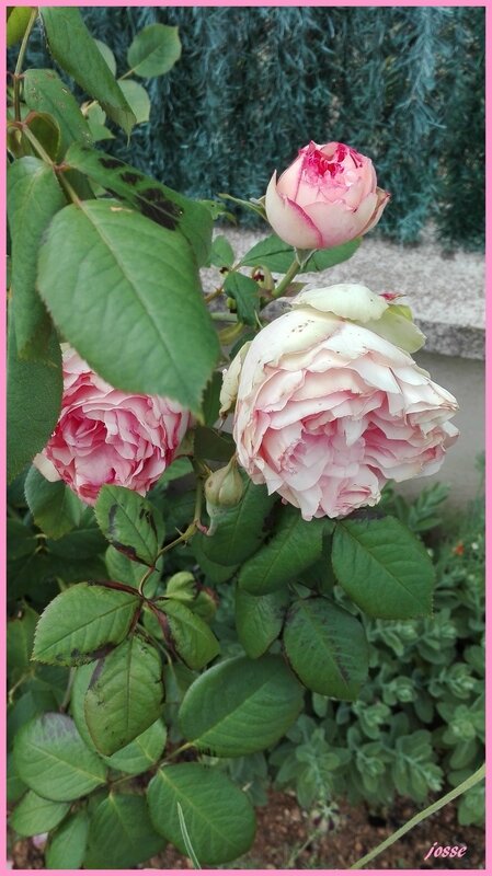 fleurs roses anciennes