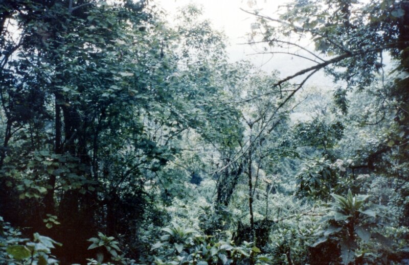 zaire foret gorilles p