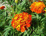 250px_French_marigold