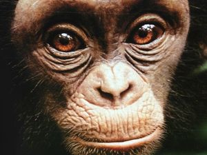 chimpanzes-disney