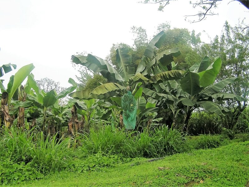 2016 03 09 (24) - distillerie JM plantation bananes à Macouba