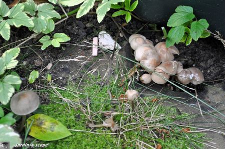 Mycena-galericulata