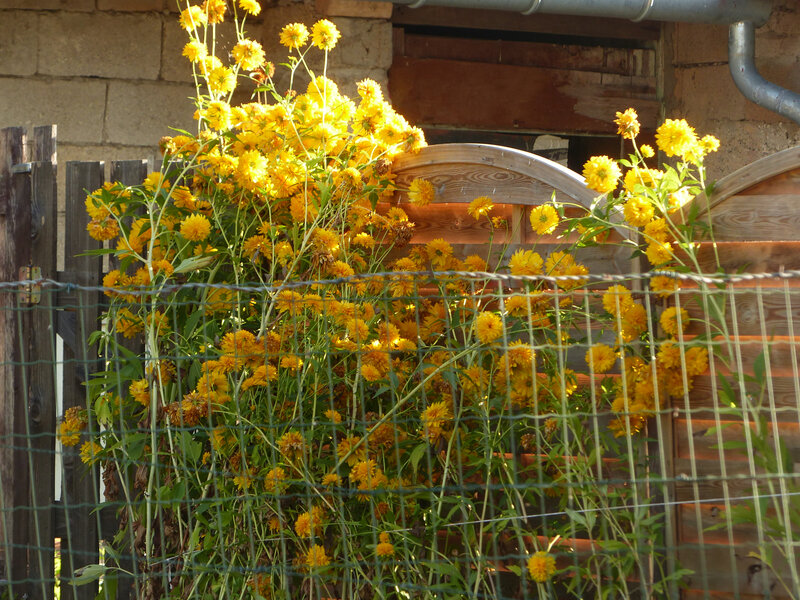 P1550418