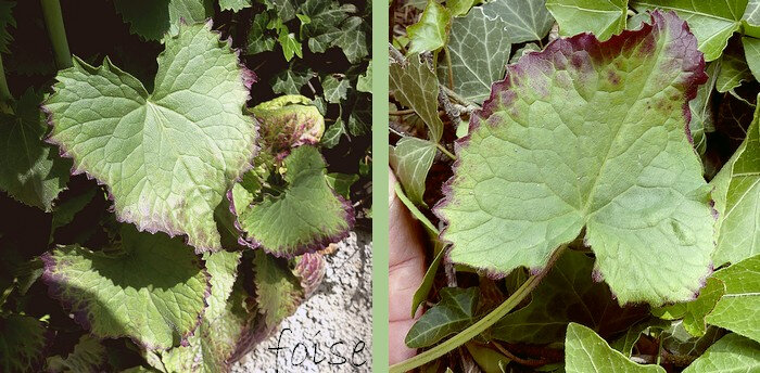 feuilles inférieures ovales en coeur, bordées de dents inégales sessiles