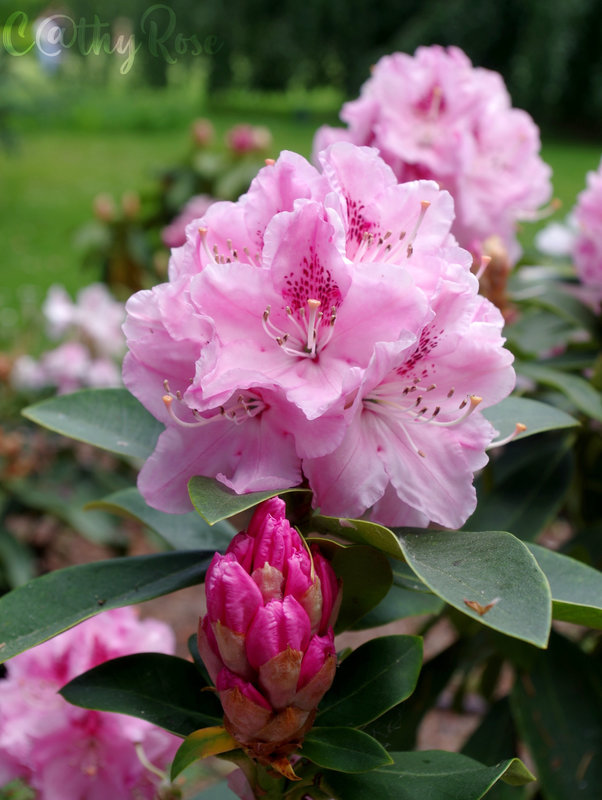 && rhododendron (3)