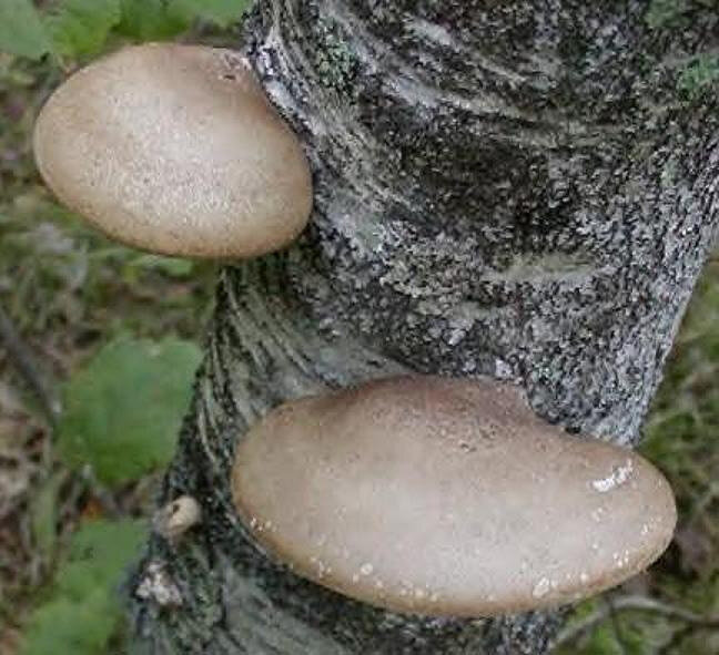 Polypore du bouleau12