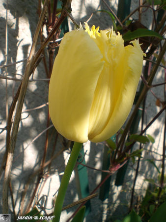Tulipe_perroquet_jaune