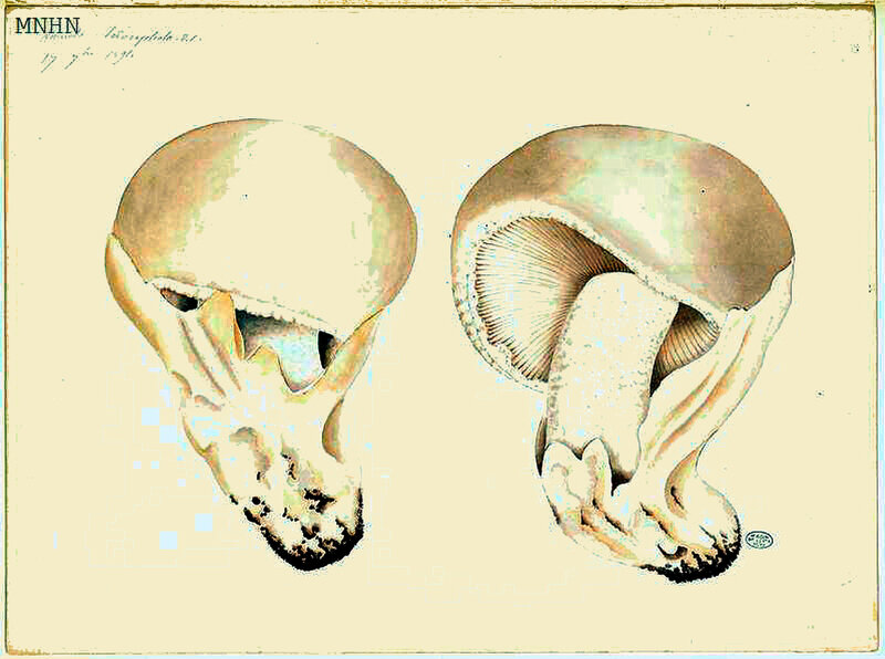 06Amanita leïocephala DC 17 7bre 1891 Planche n°5