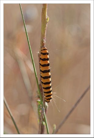 Torfou chenille ecaille goutte de sang 072011