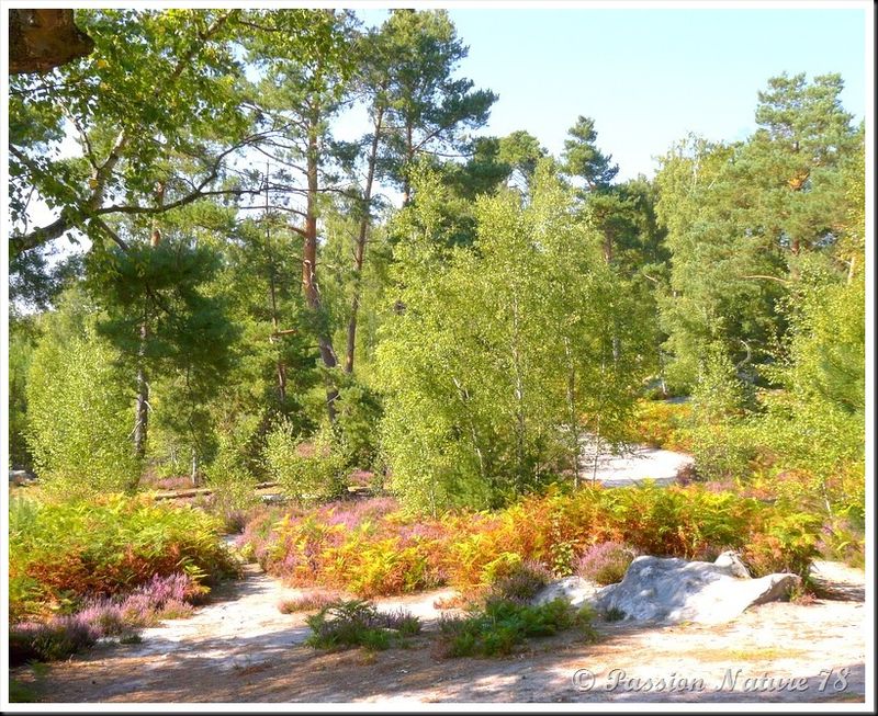 Balade dans la bruyère en forêt de Rambouillet (16)