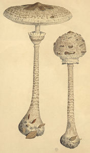 lepiota_procera